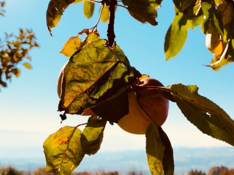 Apfel am Baum.jpg