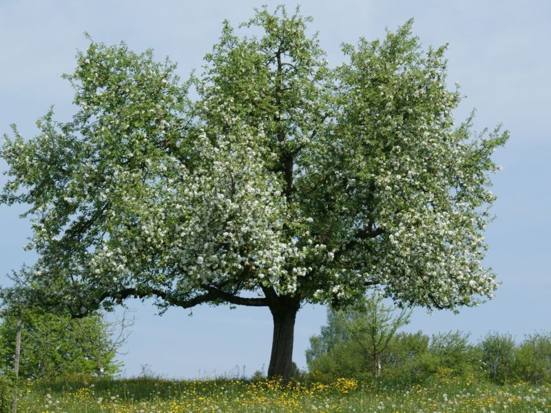 Hochstamm-Genuss-Gravensteiner.JPG